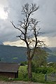 * Nomination Sweet chestnut (Castanea sativa) tree (dead) in Tschöfas (Lajen), South Tyrol --Moroder 19:08, 13 July 2017 (UTC) * Promotion Good quality. --Uoaei1 19:09, 15 July 2017 (UTC)