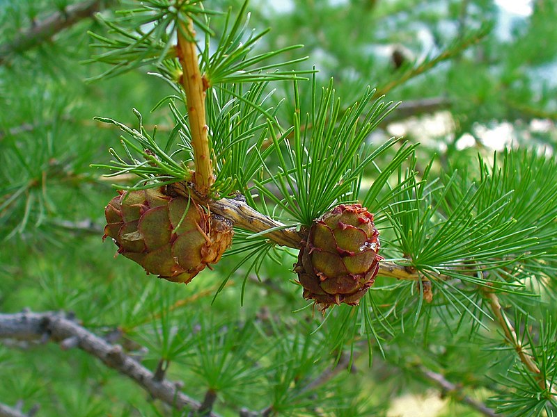 File:Larix decidua 002.JPG