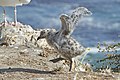 Larus occidentalis -San Luis Obispo, California, USA -chick-8.jpg