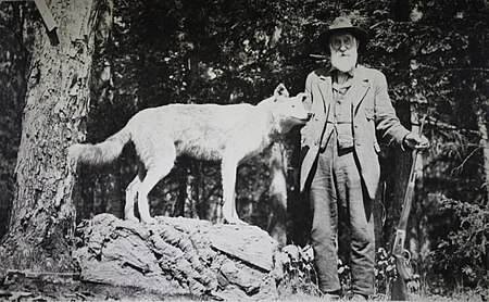 Tập_tin:Last_Adirondack_Wolf_(1893).jpg