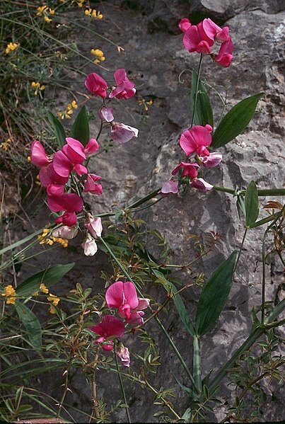 File:Lathyrus latifolius1LEST.jpg