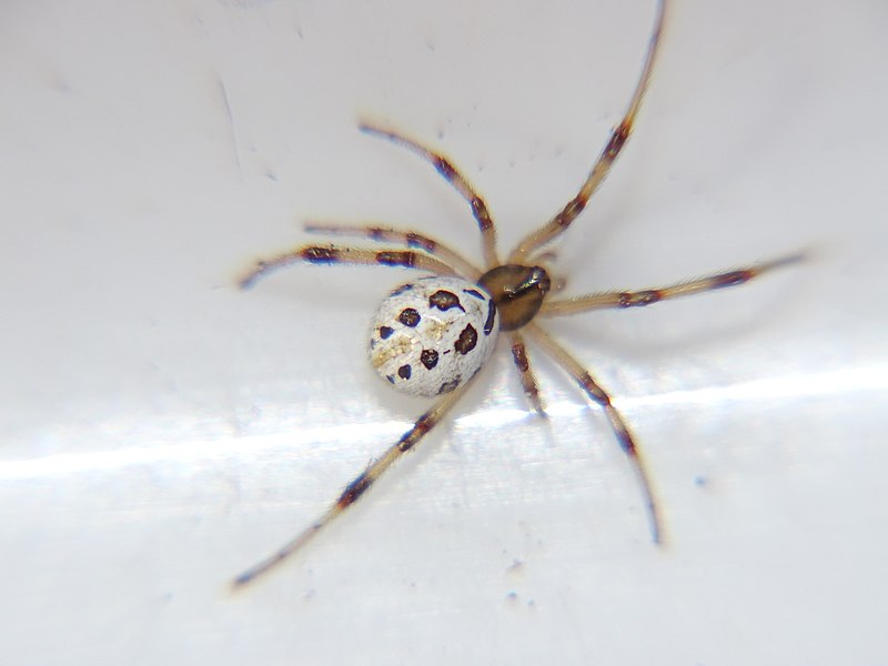 File:Latrodectus katipo 50192002.jpg