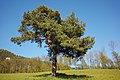 * Nomination Naturpark Thal: Pine near Laupersdorf, Switzerland --Gestumblindi 02:01, 16 December 2017 (UTC) * Promotion This looks like a Fir or Spruce, not a Pine. PumpkinSky 02:18, 16 December 2017 (UTC) Probably a translation issue. Tree was identified as Pinus sylvestris in German-language WP, which in German is a Kiefer or Föhre. Translates as pine into English, according to dictionaries. Gestumblindi 19:58, 16 December 2017 (UTC) PS: It's most certainly neither a fir (Tanne) nor a spruce (Fichte), look at the way the needles sprout from the branches... that's typical for a pine, assuming this is the correct translation. Gestumblindi 20:43, 16 December 2017 (UTC) AH. This is why the Latin name Pinus sylvestris is good. On en wiki that is an article with a close up of the needles. Yes, it's a Pine. In English it's know as "Scots Pine". I'm going to add this to the file page, if that's ok. Good quality. PumpkinSky 23:06, 16 December 2017 (UTC)