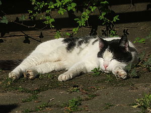 Lazy Cat in the sun at Tum Bur in Hattingen