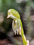 Thumbnail for Pterostylis lineata