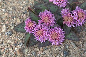 Ledebouria ovatifolia 01.jpg
