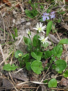 <i>Leibnitzia</i> Genus of flowering plants