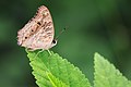 * Nomination: Lemon pansy butterfly basking. Sathya K Selvam 11:34, 17 June 2018 (UTC) * * Review needed