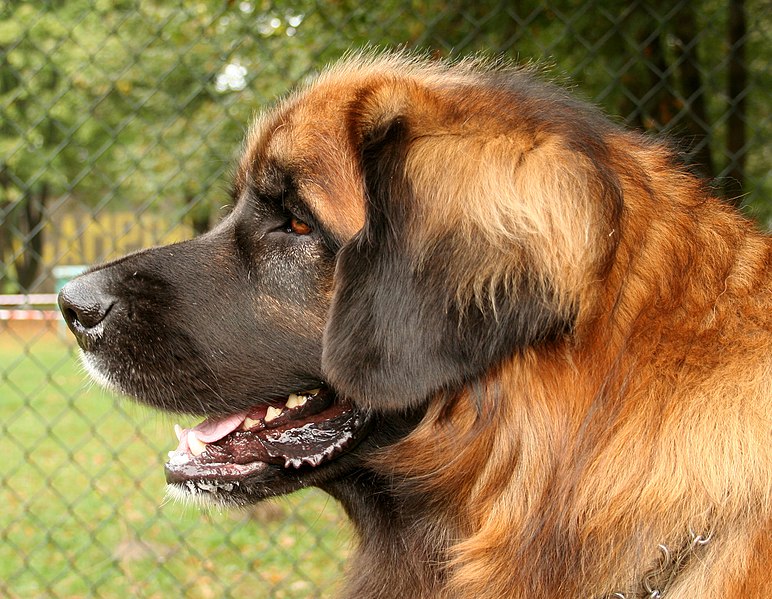 File:Leonberger głowa40tt.jpg