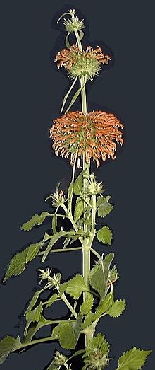 Leonotis üçün miniatür