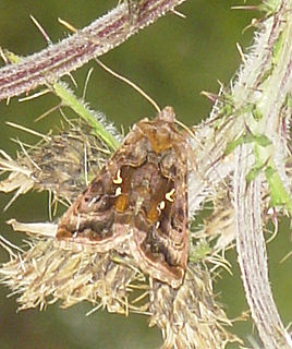 <i>Autographa pulchrina</i> Species of moth