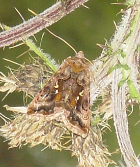 Металловидка V-золотое (Autographa pulchrina)