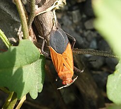 Leptocoris augur 55087008.jpg