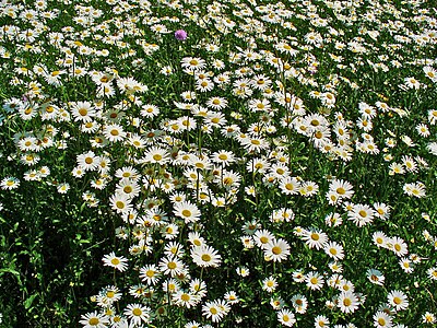 Leucanthemum vulgare Habitus