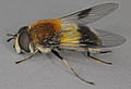 Leucozona lucorum