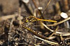 Sympetrum fonscolombii