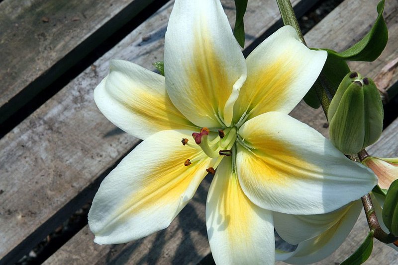 File:Lilium Tinos 7zz.jpg