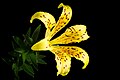 Lilium maculatum fma. flavum