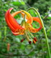 Lilium pardalinum ssp. pitkinense