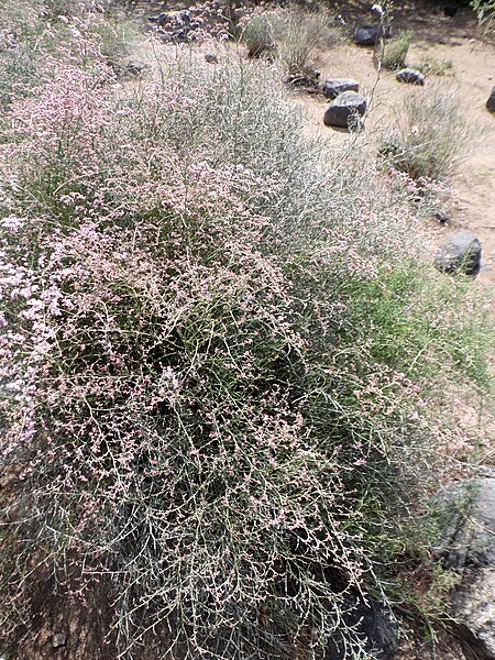 File:Limonium tuberculatum kz3.JPG