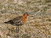 Limosa limosa islandica