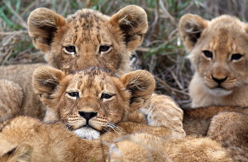 File:Lion cubs (51716028520).jpg