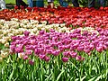 Lisse, parc floral néerlandais de Keukenhof (37)