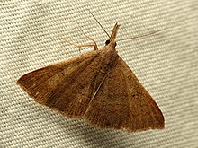 Litter Moth (37091381931) .jpg