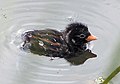 Chick; Wivenhoe, Essex, England