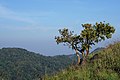 * Nomination Lone tree in grassy highlands, Idukki, Kerala, India --Tagooty 06:10, 19 March 2022 (UTC) * Promotion Good quality, but in this case I would prefer the tree much more in the right part --Michielverbeek 07:50, 19 March 2022 (UTC) @Michielverbeek: Thanks for the support and the comment. I've uploaded a new crop with the tree moved to the right. Is this better? --Tagooty 08:49, 19 March 2022 (UTC)