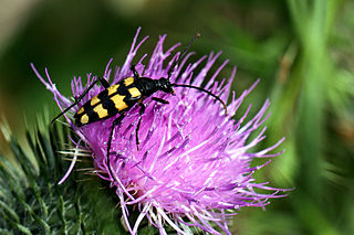 <i>Leptura quadrifasciata</i> Species of beetle