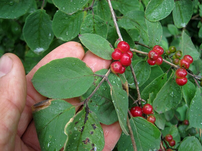 File:Lonicera × bella UGA-5443145.jpg