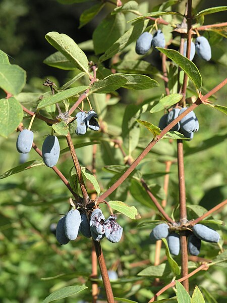 File:Lonicera caerulea ssp. altaica.jpg