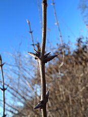 Lateral buds in winter