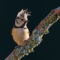 10 Crested Tit