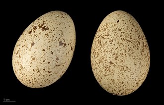 330px-Lophophorus_impejanus_MHNT.ZOO.2010.11.10.1.jpg