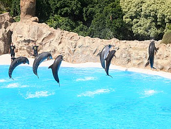 English: Dolphin show, Loro Parque, Tenerife, ...