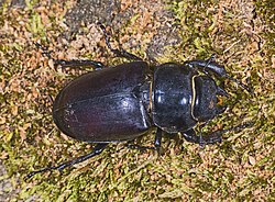 Lucanus cervus femminile MHNT.jpg