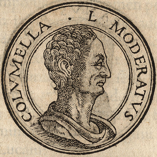 Portrait of Lucius Junius Moderatus Columella from Jean de Tournes, Insignium aliquot virorum icones, Lyon, 1559
