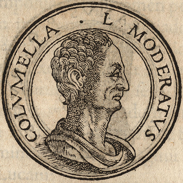 File:Lucius Junius Moderatus Columella.jpg