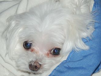 Maltese showing tear staining Lucy McElhiney.jpg