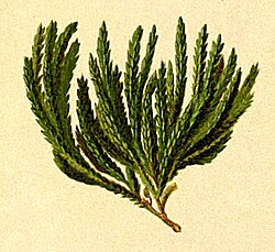 Lycopodium alpinum Atlas Alpenflora.jpg