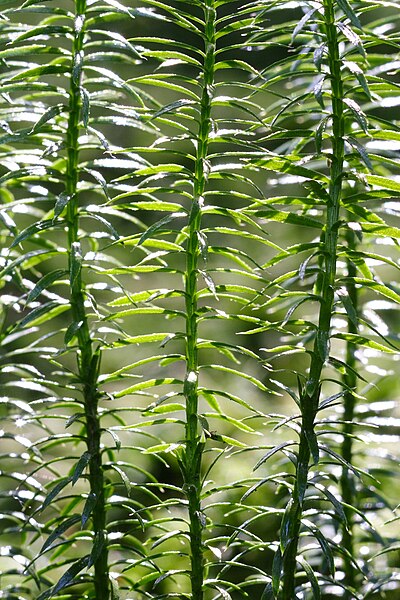 File:Lycopodium annotinum 1127942872.jpg