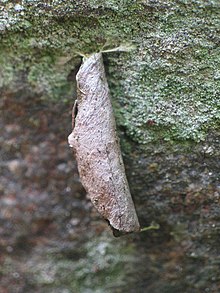 Lypusa-tokari, Залцбург, Хохе Тауерн, Rauriser Tal, Knappenwanderweg-2006-08-26-bE-MK-9503a.jpg