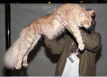 11-month-old cream tabby male kitten being held at cat show MCO Nicolas Real Hero Backwoods (8636797293).jpg