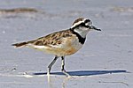 Thumbnail for Madagascar plover