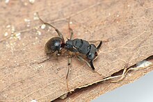 Mahinda bo, a new species of wasp Mahinda bo.jpg