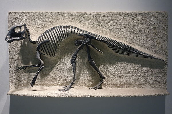 Cast of a juvenile skeleton