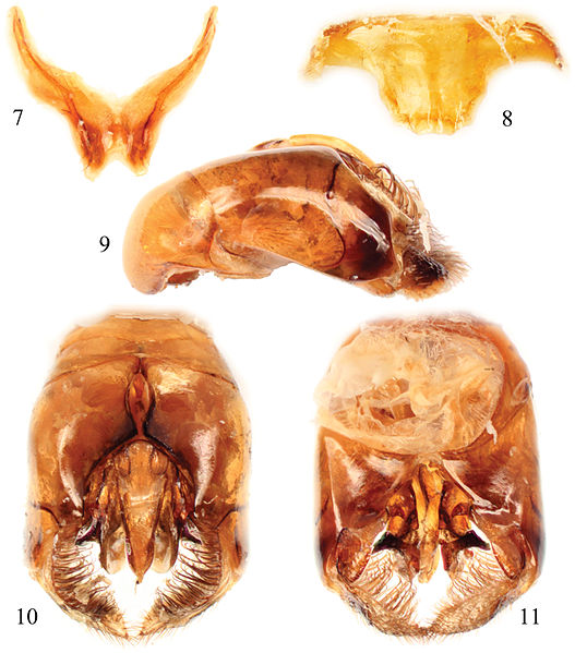 File:Male terminalia of Thyreus denolii - ZooKeys-218-077-g005.jpeg