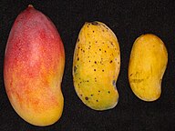 State Fruit of Haiti